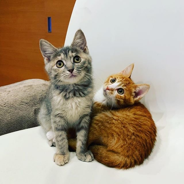 michiko on Instagram: “大きくなった?#犬#dog#ポメックス#ポメラニアン#ダックスフンド#ミックス犬 #猫#cat #野良猫#保護猫#犬と猫 #いぬとねこ#犬と猫のいる暮らし #もも#きなこ#あずき” (100767)