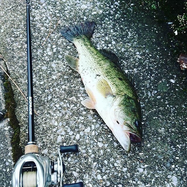 Hidehiko Inoue on Instagram: “すぐ釣れて！そしてバラシテ釣れなくなる。これがバス釣り。あまくない(笑)#バス釣り#エクスプライド#エクスプライド172mh #メタニウムmgl #あまくない” (101099)