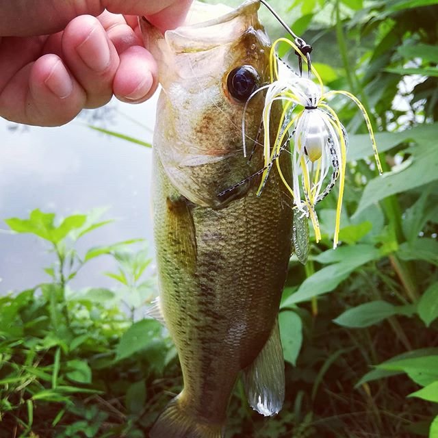 Yasumasa A on Instagram: “今年の思い出の魚を決めろと言われたたら、この1本サイズはともかく、初フィールド、スピナーベイトで釣れたこのバス?#今年の思い出バス#ブラックバス #バス釣り好きな人と繋がりたい #印旛水系#スピナーベイト#DeeZONE” (101100)