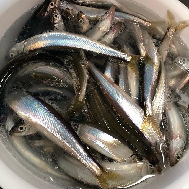 tokky on Instagram: “朝7時からの友達4人でワイワイチカ釣り?15〜20センチの大型が2時間ちょっとでたくさん釣れて楽しかった?#チカ釣り#サビキ#網走” (101111)