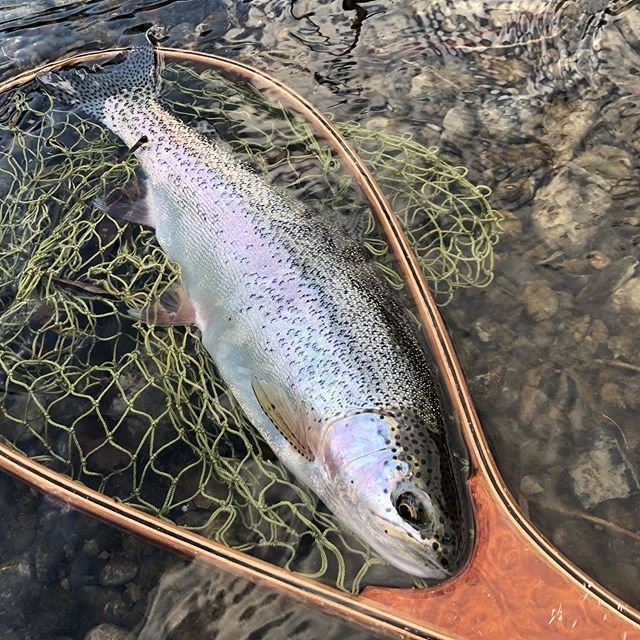 @kazuhide73 on Instagram: “とうとう雪が来た今年最後の魚かな#北海道 #道北#忠別川#天塩川#名寄川#ニジマス#フライフィッシング#flyfishing#rainbowtrout” (101795)