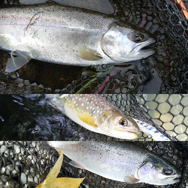 @tsurip_jpn on Instagram: “Chuubetsu-River & Biei-River, Asahikawa. ヤマメ&アメマス&ニジマス。  空港から車で10分の忠別川と美瑛川。アクセス楽だし、手軽で多様な魚が釣れるし、中流域より下なら熊リスク低いし最高。  #北海道 #旭川 #忠別川 #美瑛川…” (101797)