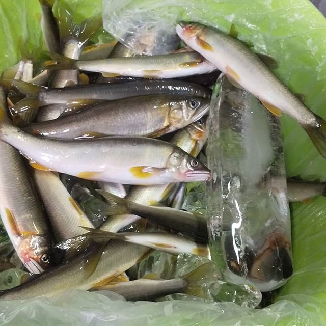 鴻心館 山﨑明夫 on Instagram: “海部川に昨日、今日とエサ釣り。55匹釣れました。状況が良ければ2倍以上はつれます。悪い場合は１日粘っても10匹いくか、いかないか。今回は、昨日が良かったんですが、今日は雨で水温が下がり13匹でした。#アユ釣り #海部川河口  #エサ釣りアユ” (102358)