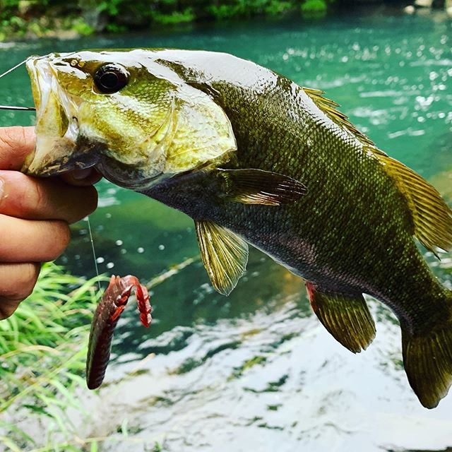 wanna fish a big game! on Instagram: “川バス グィグィ。 デカイの釣りたい!  #川バス  #ブルフラット  #レジットデザイン  #バス #スモールマウスバス  #bassfishing  #猪苗代湖バス釣り #桧原湖バス釣り  #野池バス #バス釣り初心者  #バスタックル #basstackle…” (103637)