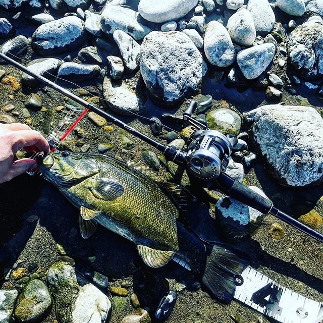 shun on Instagram: “針跡無しの綺麗な魚でした?50upかと思ったくらいスーパーひき強くてビビりました…笑　ありがとう??‍♂️ #blackbass #blackbassfishing #blackbassfishingjapan #blackbassjapan #fishing #shimano…” (103644)