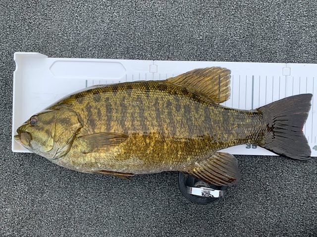 丸山知幸 on Instagram: “昨日の野尻湖 トレーラー修理受け取りの為午前中のみの釣行? 最大は44センチなのに前日釣った48センチとほぼ同重量の1400gちょい欠けくらい‼️ 体高がやばいのとエサ食い過ぎで腹パンパン? アメリカンな体型のスモール！ こんなの初めて釣りました? 秋の表層i字形はやばいです?…” (104776)