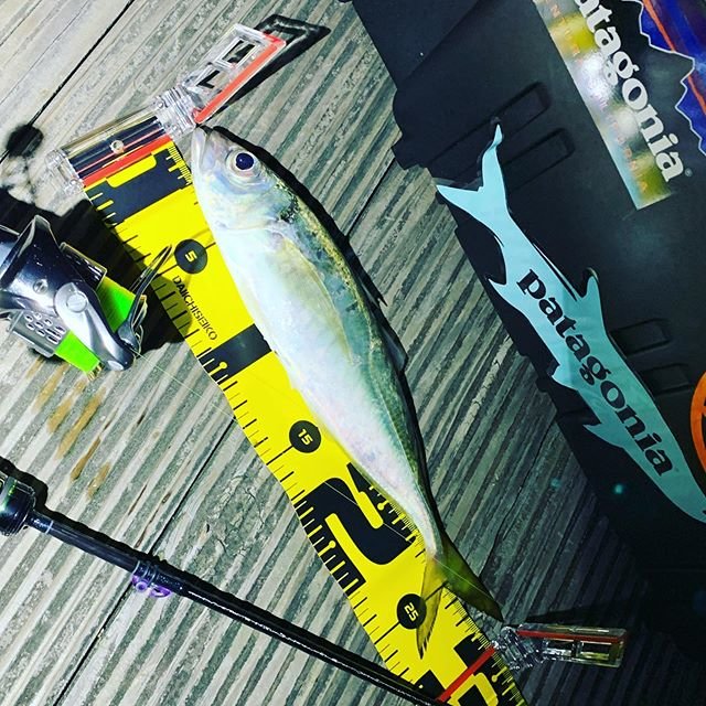 kawa-toshikazu on Instagram: “. ナイトアジングを少し♪ どーしても新調したフィッシングメジャーを使いたかったんです? 出来れば尺以上で撮りたかった? . .…” (105028)