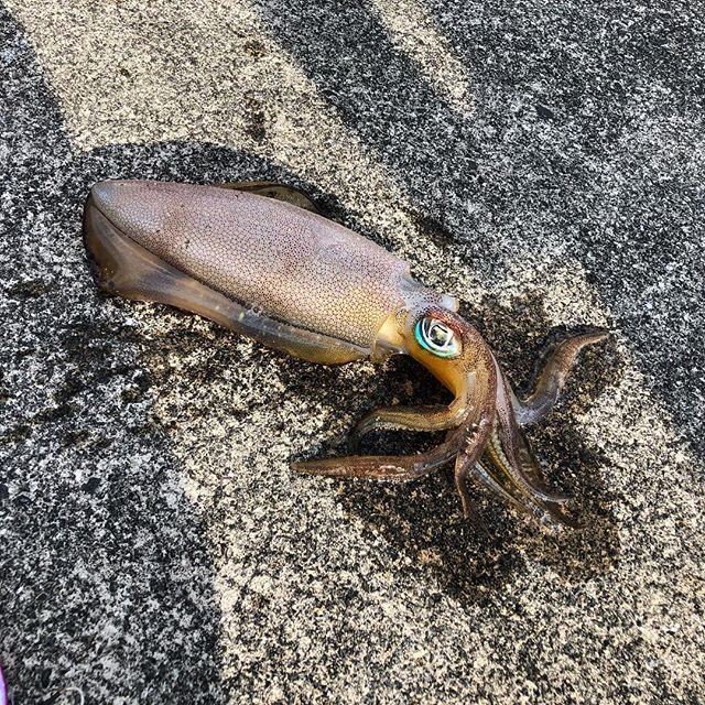 kenta sawabata on Instagram: “ジギングでイカ釣れた?#ショアジギング#アオリイカ#紀伊長島港” (105289)