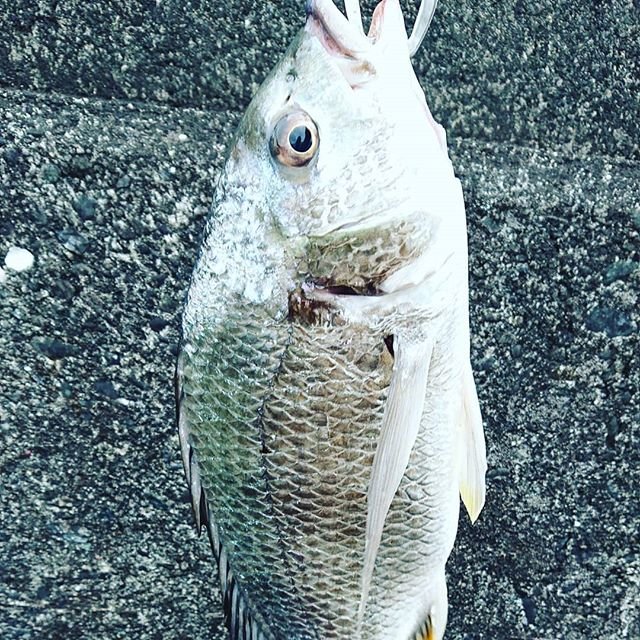 のぼる on Instagram: “柱のとこ打ったら、落パクで43cmサイズ更新。最近40upが釣れゆうき、楽しい?#チニング#釣り#ベイトフィネス” (105291)