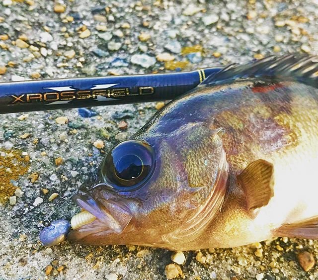 AbuGarcia_Berkley_Japan on Instagram: “メバルの季節がやって来ました。FW、SW問わずに様々なターゲットを狙えるルアーロッド「クロスフィールド」。圧倒的な集魚力、圧倒的な釣果安定力のガルプ！ベビーサーディン。 #クロスフィールド #ベビーサーディン #abugarcia #berkley #圧倒的な集魚力…” (105482)