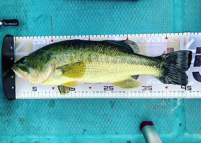 kenji ikechan on Instagram: “. . ランカーsize1歩届かず 20180717??‍♂️? . #合川 #合川ダム #和歌山 #バスフィッシング #ブラックバス #釣り #バス釣り #ビッグベイト #フィネス #ダウズスイマー #カルカッタコンクエスト #ポイズンアドレナ #シマノ #ジャッカル…” (105656)