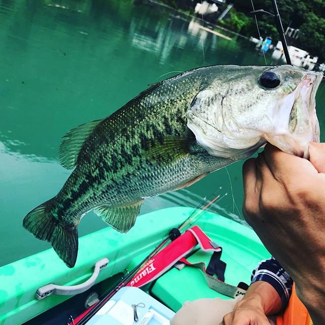 和 on Instagram: “今年一発目久々のバス 三投目でヒット40up手の魚の匂いが釣った証拠 テンション上がった ガンクラフトのプロも来てました #バス釣り #合川ダム #今年一発目 #休息 #和歌山” (105657)