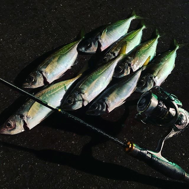 a-kin on Instagram: “雨アジング☔️ #ajing#アジング#ジグ単#紀北アジング#和歌山#tict#daiwa#dreemup#マッカム#たまには現場写真#つ抜けならず” (105949)