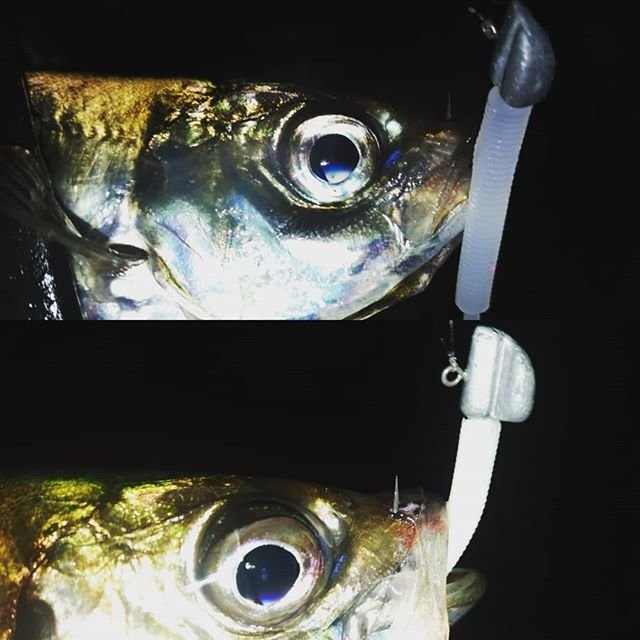 りゅうのじ on Instagram: “去年釣れた闇磯メバルはまぼろし.... そういうコトにしときます 次の休みにまたリベンジで.... 帰りにディープアジング ボトムを舐め回す釣り #ヌーボコルトプロトタイプ 612L-T #レンジクロスヘッド 1.3〜2g #ガルプ#ベビーサーディン…” (106258)