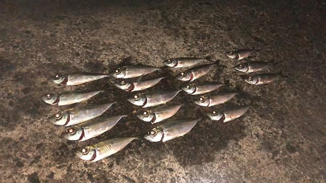 ええけぇ釣りんさい！！ on Instagram: “.大分県の別府湾に釣りに行ってきました♪どうしても釣りたかったんで今回はサビキです（笑）なんとか豆アジが釣れてくれました?.#サビキ釣り#別府湾#アジング#メバリング#釣り遠征#社員旅行#釣りの達人現る” (106358)