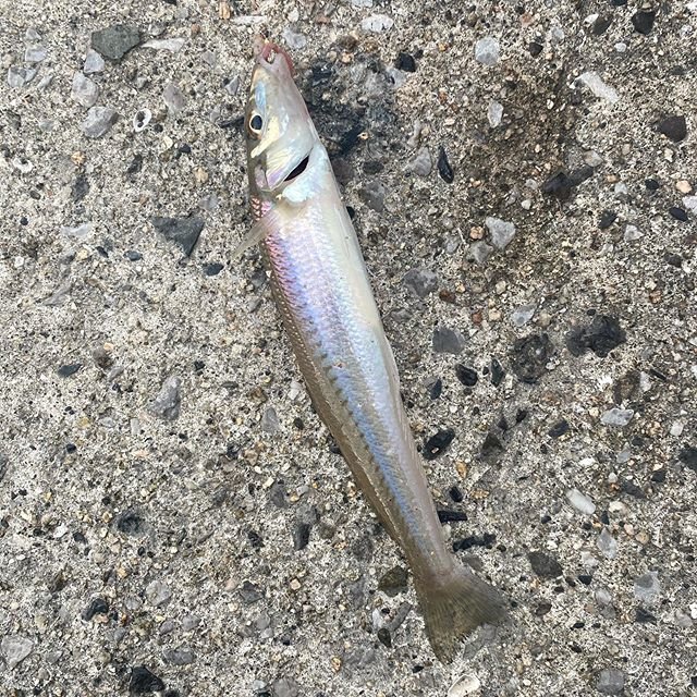 Ryo on Instagram: “今日はキス釣り。人が多くなったのと午後から用事があった為3時間程で切り上げましたがサイズが良く満足。土日は人が多い為次は平日休みの日に行く予定。#大分#キス釣り#落ちギス#釣り好きな人と繋がりたい” (106360)