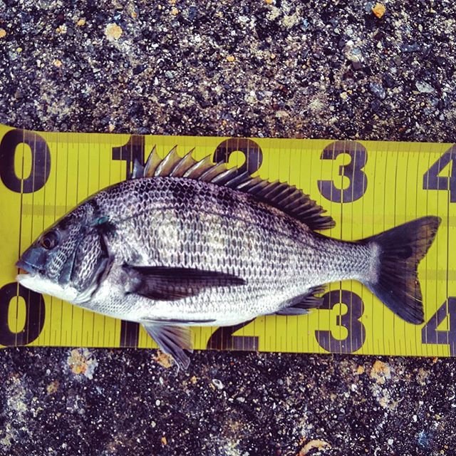 N F on Instagram: “なんか、消化不良です?釣れるイメージは出来ていたのに?#ちぬ #チヌ #黒鯛 #フカセ #フカセ釣り #釣り #大阪湾” (106361)