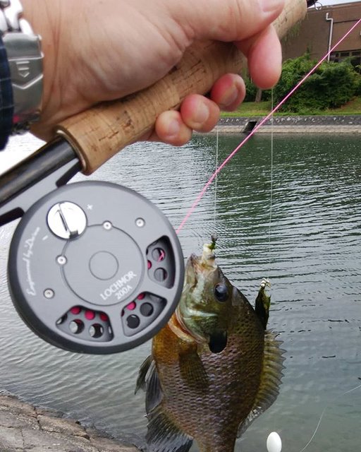 釣り好き♪しげ on Instagram: “去年釣ったサカナで一番思い出に残った一匹…ブルーギルですが(^-^;) コルクポッパーでなかなか乗らなくて、だんだんムキになってきて、たかだかブルーギル相手にインジケーター…  さらにバスも一緒に狙うためにドロッパー……” (107227)