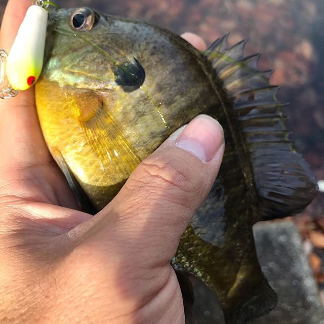 Junichi Mizumoto on Instagram: “バスではないですが…今の時期ならトップで出ればギルでも嬉しいもんです?恐らく今年最後の魚です。#冬のトップウォーター#balsa50#ギルラ#ブルーギル#パンフィッシュ#できればバスが良かったな#遊んでくれてありがとう” (107243)