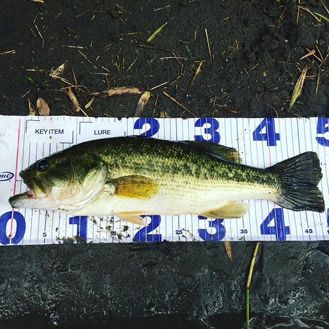 柔軟剤ダウニー on Instagram: “#高滝湖#高滝湖バス釣り #バス釣り” (107778)