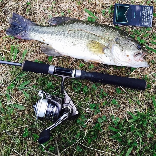 NAGOMITU on Instagram: “休日に千葉の高滝湖にバス釣り！ いいサイズ！！今日の釣果５ #高滝湖バス釣り #高滝湖#ブラックバス釣り #ブラックバス#シザーコーム  #美容室#美容師#石川町美容室#石川町美容師#元町美容室#元町美容師#横浜美容室#FACE石川町#奇抜な髪型#奇抜#オシャレ#可愛い…” (107779)