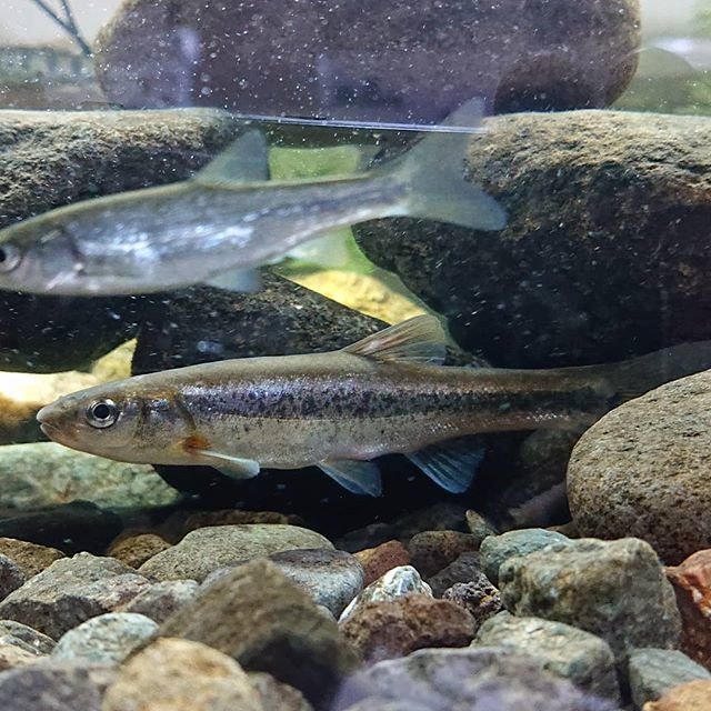 Tomonori Kawasaki on Instagram: “さっきの投稿１枚目の写真の魚を持ち帰って水槽へ?捕れた時と全く違う姿を見せてくれます?アブラハヤ？タカハヤ？この体のラインはアブラハヤかな？#アブラハヤ #日淡 #日本淡水魚 #japanesefish #freshwaterfish” (109274)