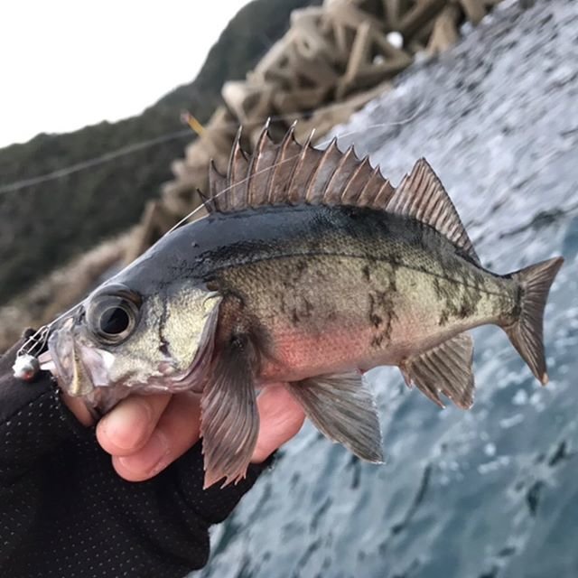 TAKASHI KASUGA on Instagram: “やはりデイメバルは良い?  明るくてライントラブルもなく釣り易いし写真も綺麗に撮れる✨  春先になったら本気出して釣りましょうかね?  #釣り #fishing #ルアーフィッシング #lurefishing  #釣り好き #釣り好きな人と繋がりたい #釣りすたぐらむ…” (109296)
