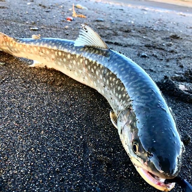 さちんこ on Instagram: “海アメはじめました?  #バラしてバラしてバラして #更にバラして #釣れなすぎて大泣きしたそんなお正月 #何度目の正直でしょう #やっとこキャッチ #初の海アメさんは50センチの良型でした #海の釣りってむずかしゅい #今年もよろしくお願いいたします  #釣り  #海釣り…” (110192)