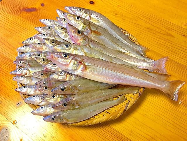 週末釣師料理人 on Instagram: “【白鱚  シロギス】のんびりキス釣り、昼までで38匹。デカイのは刺身や！#シロギス#白鱚 #キス #鱚 #良型 #釣り#fishing #fish  #投げ釣り #福岡釣り #北九州釣り #釣りバカ #釣りキチ九平 #キス釣り” (110199)