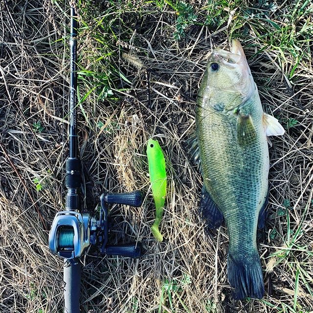かわむー on Instagram: “五三川より釣果報告いただきました！  護岸沿い巻き巻きでコツン！と来たそうです！！ ありがとうございました? #バス釣り初心者  #バス釣り  #イービルシャッド  #スローウォーカー  #超デッドスロー  #本気のデッドスロー  #ジャーキングスイムベイト  #リザーバー…” (110349)