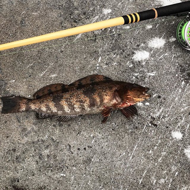 ROBOT Hongo on Instagram: “#バス釣りいかず#robot番外編バス釣りいかず…今日も朝活ヘチ釣りへ…⁉︎#温故知新#アイナメ釣り#ヘチ釣り#アイナメ#35#robot仙台 #sendai” (112098)