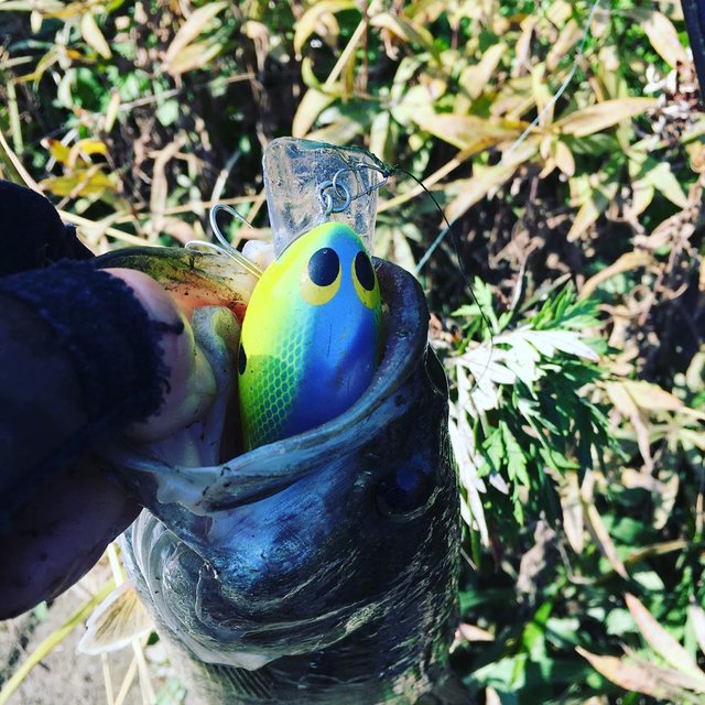 kazunori katou on Instagram: “初バスから7連続ボウズをやっと脱出！流れのヨレをクランクで流すとピックアップ寸前バイト❗️そのままぶち抜きました！ファイト時間２秒位だったので上げてからもバタバタ大変でした?…” (116851)
