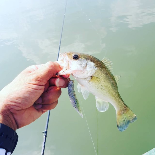 Junpei Kuramoto on Instagram: “デカイの来ず…。 このサイズばっかり8匹釣ってしゅーりょー  #淀川バス釣り #城北ワンド #バス釣りすきな人と繋がりたい #geecrack #abugarcia #アブガルシア #ロッドもリールもアブガルシア #帽子もバッグもアブガルシア #BALENCIAGA…” (116855)