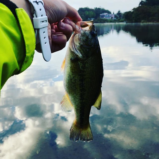 岩田ジュビ漏 on Instagram: “河口湖の放流に合わせて昨日行ってきました！ウィードの絡みを避けて、ポッパーやバズベイトを投げていたら、思うようにトップで出てくれて楽しかったです?  今回の放流バスはサイズは小さめですが(ヒキは相変わらずないw)、めちゃブテブテでかわいかったです！  #河口湖 #河口湖放流…” (117141)