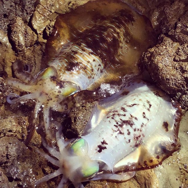 久保 龍矢 on Instagram: “. 昨晩はカボチャパンツコンビでエギング 友達が考えたこの名前気に入った（笑）  友達が早々にキロUP、自分が600位のダブルヒット (写真の二杯)  その後お互い1杯ずつ追加して合計4杯で大満足！  もうすっかり春ですね〜  #釣り#ルアーフィッシング #エギング#アオリイカ…” (117273)