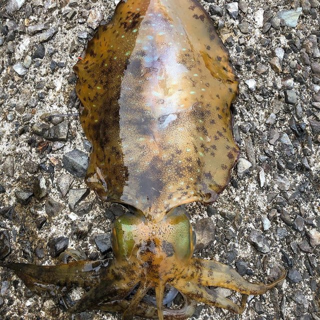 @sam_naoe on Instagram: “二杯目GETしましたー?#アオリイカ#ヤエン釣り#fishing” (117275)