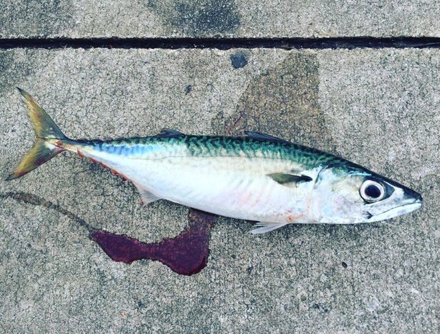 【公式】西多摩釣り倶楽部 on Instagram: “#西多摩釣り倶楽部 #釣り #fishing #daiwa #shimano #yamashita #yamaria #ショアジギング #ショア #ジギング #勝ち #釣りたい #釣りキチ #釣り好きな人と繋がりたい #青物 #エギング #釣りが好き #海釣り #ヘチ釣り…” (117575)