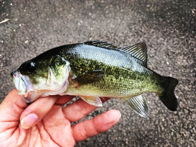 @keys_fishing18 on Instagram: “2019.10…” (117845)