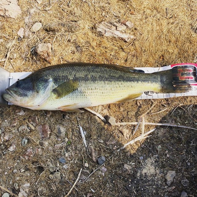 佐藤一樹 on Instagram: “絞り出した1匹❗️なかなか厳しいね?#山形#バス釣り#バス釣り好きな人と繋がりたい #ゲーリーヤマモト” (117846)