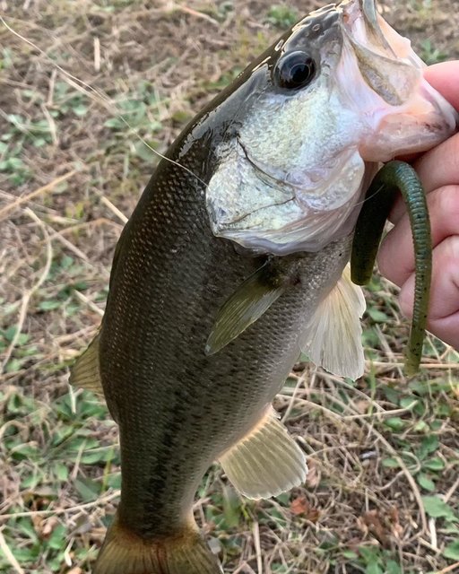 @team_bass_guchinemu on Instagram: “2月20日(木)夕方、短時間だけ近所の某河川に出撃！！?カットテール5インチネコリグで可愛いサイズゲット?#バス釣り #バスフィッシング #ブラックバス#子バス #ネコリグ #カットテール5インチ #グチネム #オカッパリ #おかっぱり#琵琶湖” (117850)