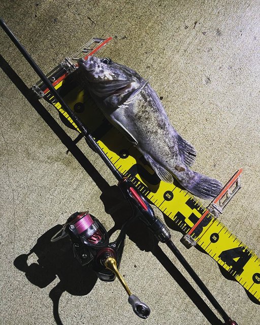 Natsu fish on Instagram: “お久しぶりです！ 年明けから忙しくて釣りいけず2月14日が初釣りでした！ チョコではなく尺ソイプレゼントされました? 釣り友達と鳥の海へ٩( 'ω' )و 3人で行き2人が汁物使う中ファーストフィッシュは僕でサタンワーム?…” (117944)
