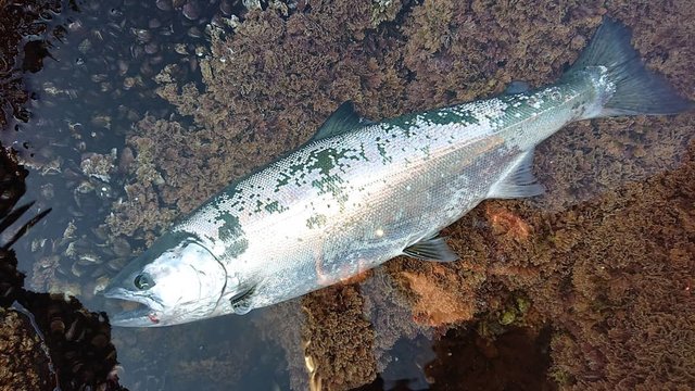 さいちゃん on Instagram: “2019.5.12の釣行  朝焼けに輝くサクラマスに目を奪われる  ウロコ剥がれやすいので ランディングしてから 綺麗な状態での撮影は難しいですね  #北海道釣り #北海道海釣り #北海道ルアーフィッシング #北海道サクラマス #サクラマス北海道 #サクラマス磯 #海サクラマス…” (118268)