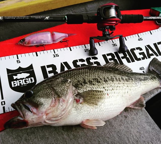 ⚡⚡⚡KAZUKI0223⚡⚡⚡ on Instagram: “Tinyklash⚡ 傷だらけのラグビーボールbass? 丸見えチェイス～の丸見え食い上げbait痺れた? 投げ続けて良かった?…” (118734)