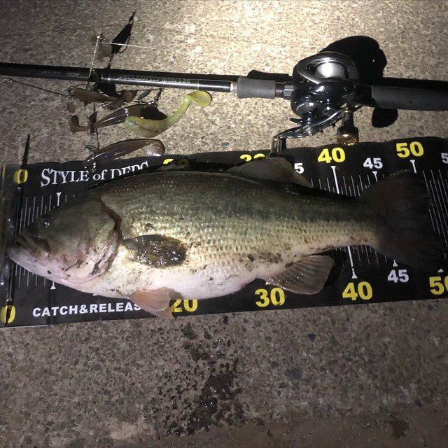 有賀達郎 on Instagram: “3月　#相模湖#deps#hugecustom76rf#shimano#grappler301#livre#ryugi#アラバマ#DRT#アポロ少し前に釣ったバマフィッシュ！釣り方は満足だけどサイズがダメ” (118735)
