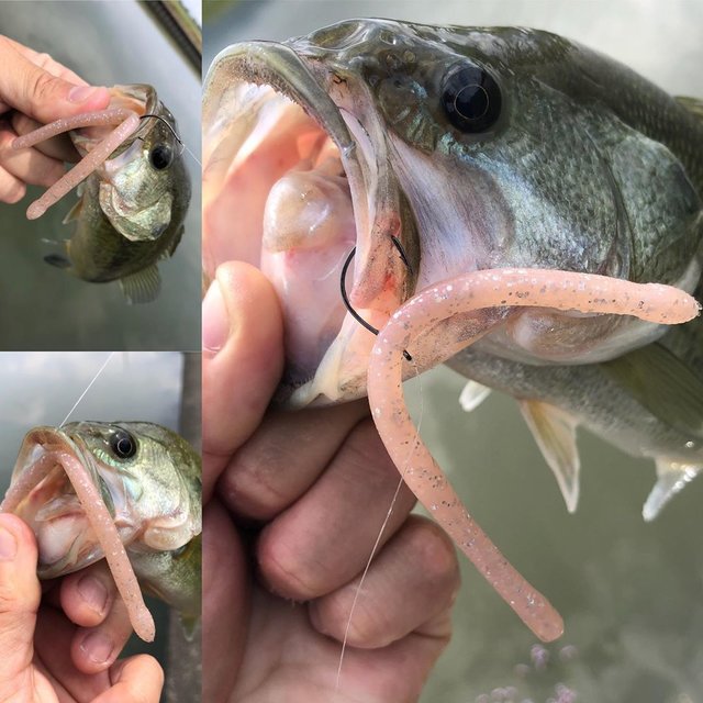 相羽純一（株式会社ジェイプラスワン） on Instagram: “今日は久々に息抜きで釣りに行けました?仕事場から仕事場への移動の途中で大江川へ?真っ昼間の短時間だったけど表層オンリーでサイズは小さいけど5匹??リグルクローラーの相羽カラーのワッキー掛けノーシンカー表層の釣りで楽しめました?真っ昼間の大江川で表層で数釣りって面白い?水かみもいいので、表層ワッキー掛けノーシンカーでもゆっくり誘えるし、高比重でも中空テールで浮かせることも出来るのでリグルクローラーのメリットが生かせた釣り方です??今度は朝一に表層でデッカいバス狙いたいな?…” (118741)