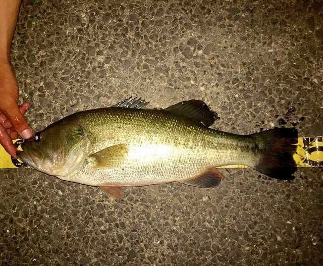 daisuke komiya’s Instagram post: “1投目のリトリーブ中にひったくりバイト?一撃? 47cm1650gの野池バス?  #bassfishing #47 #1650g #野池 #筋肉質バス #梅雨バス #タフコンディションもなんのその #ブレイクについてたヤツ #派手に食いあげてきた #ベイトフィネスで…” (120152)