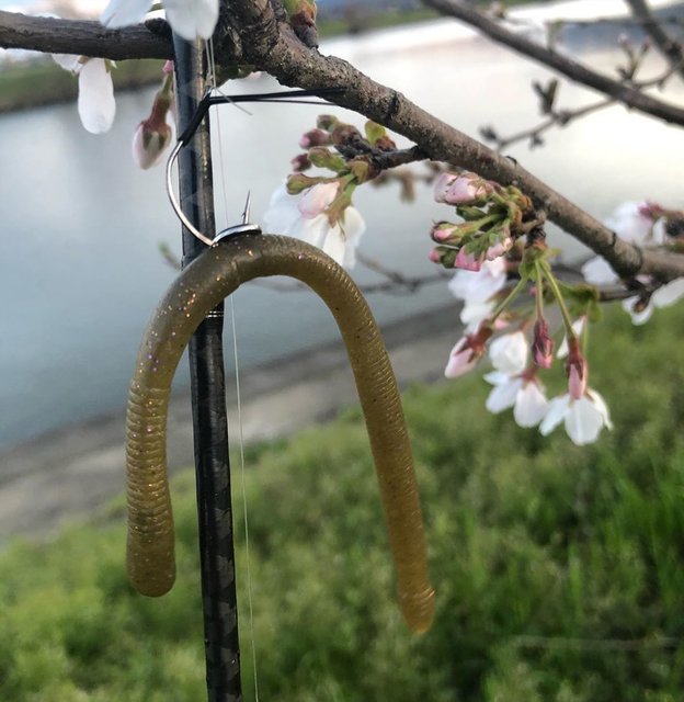 ??T.kachiyo?? on Instagram: “?NEWアイテムのリグルクローラー5.8? 4.8と比べて5.8の方がハリがあってモッチリした感じ? 5.8の、このハリモッチリ感凄く良い感じ〜?? #bass #bassfishing #fishing #duojpn #琵琶湖 #大江川 #五三川 #長良川水系 #DUO…” (120915)