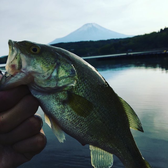 Yoichi Matsuki’s Instagram post: “初の山中湖釣行！山中湖ロードレース大会と被り日中は釣りが出来なかったが夕方なんとかゲット！#山中湖バス釣り #バス釣り#山中湖#げーりーやまもと” (123282)
