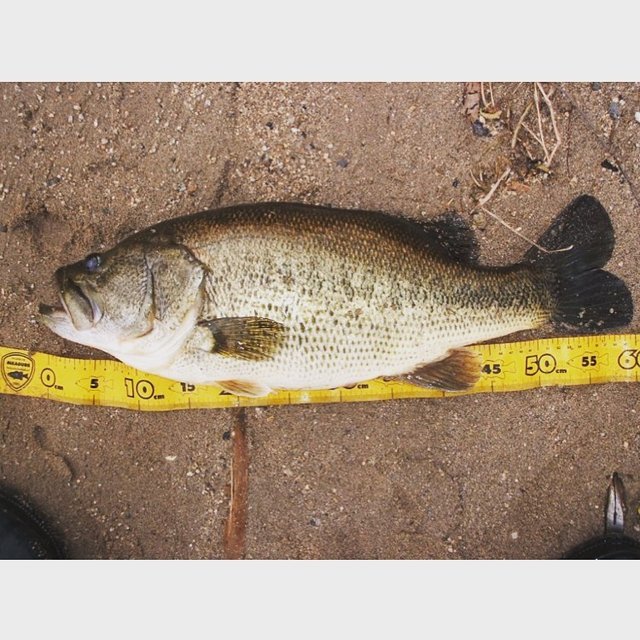 tyabouzushiba on Instagram: “20年前に初めて釣った55㌢超。 これもバイブレーション。春の琵琶湖おかっぱりは他の人がビックリするぐらいのリフト！！がバカデカイ魚を食わせます、アワセぐらい。 これはほんと間違いないです。ただおっさんになった私には疲れるので若者達よ、試してごらんなされや。…” (123695)
