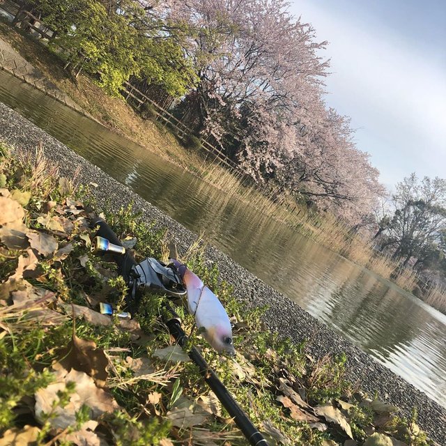 kotarou fishing KNUbass on Instagram: “新しい新生活を迎えてこれからどうなっていくんやろ？ちゃんとこんな自分がやってけんのかな…？とかいう不安もある中＋世の中もコロナショックで経済、人も狂い始めてるこのご時世でも自然と向き合って釣りできるという幸せ…今日も短時間やったけどすごい気持ちがリセットできた?…” (123697)